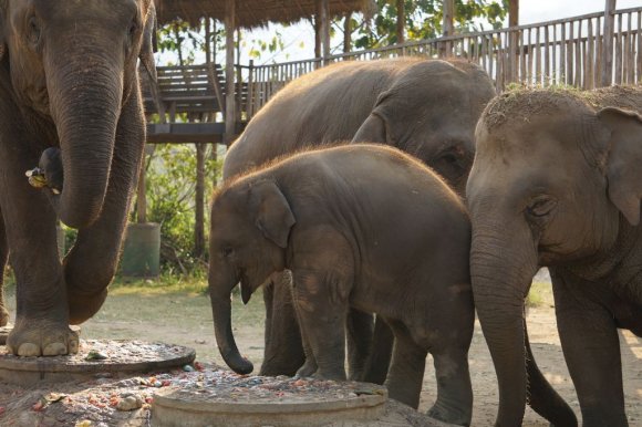 Fil Doğa Parkı (Elephant Nature Park), Chiang Mai.