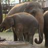 Fil Doğa Parkı (Elephant Nature Park), Chiang Mai.