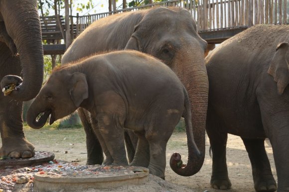 Fil Doğa Parkı (Elephant Nature Park), Chiang Mai.
