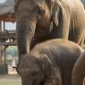 Fil Doğa Parkı (Elephant Nature Park), Chiang Mai.