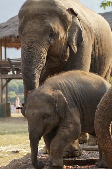 Fil Doğa Parkı (Elephant Nature Park), Chiang Mai.