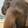 Fil Doğa Parkı (Elephant Nature Park), Chiang Mai.