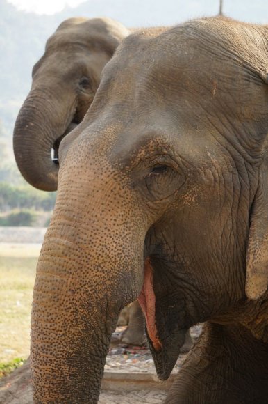 Fil Doğa Parkı (Elephant Nature Park), Chiang Mai.