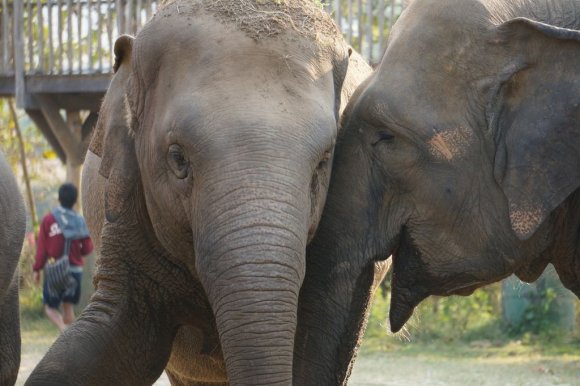 Fil Doğa Parkı (Elephant Nature Park), Chiang Mai.