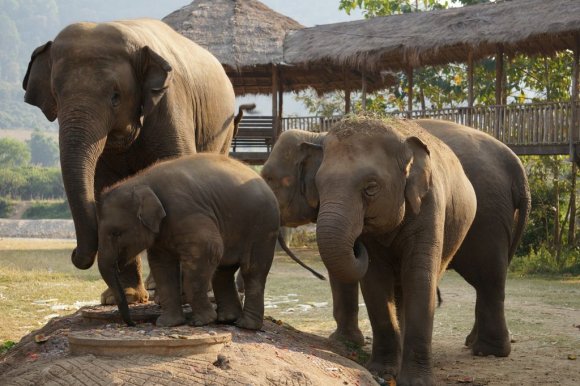 Fil Doğa Parkı (Elephant Nature Park), Chiang Mai.