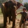 Fil Doğa Parkı (Elephant Nature Park), Chiang Mai.