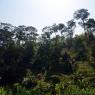 Ormanda yürüyüş (Jungle Trek), Chiang Mai.