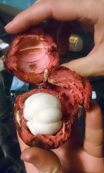 Mangosteen, Tay dilindeki adı mankhut ama ben ona sarımsak meyvesi adını koydum.