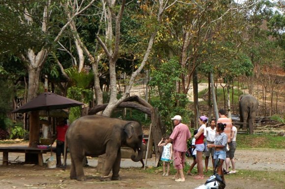 Yavru bir fille ilgilenen turistler.