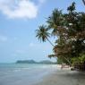 Ko Chang'ın sahillerinden birinde denize doğru uzanan palmiye ağaçları.