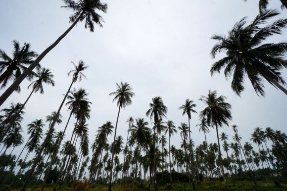 Ko Mak, Tayland