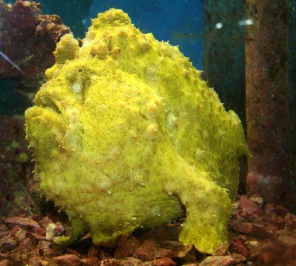 Akabe - Akvaryum. Taşbalığı (Stonefish)
