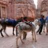Siq ve Hazine arasında turistleri eşekle gezdirmek isteyen bir çocuk.