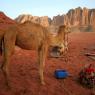 Wadi Rum - Kamptaki bir grup Rum Kasabasına develerle gidecek...