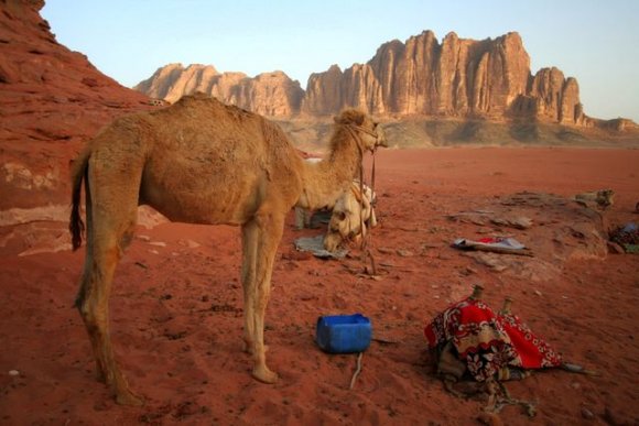 Wadi Rum - Kamptaki bir grup Rum Kasabasına develerle gidecek...