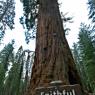 Mariposa Grove - Faithful Couple