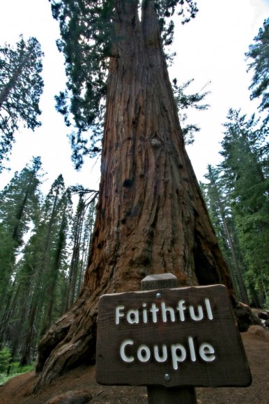 Mariposa Grove - Faithful Couple