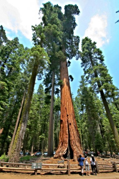 Mariposa Grove'ın girişindeki dev sekoya ağacı.