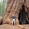 Yosemite Ulusal Parkı - Dev Sekoya Kucaklamak