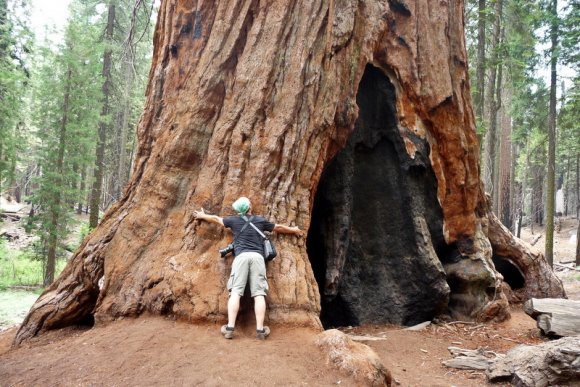 Yosemite Ulusal Parkı - Dev Sekoya Kucaklamak