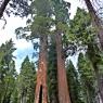 Yosemite Ulusal Parkı'ndaki dev sekoyalar.