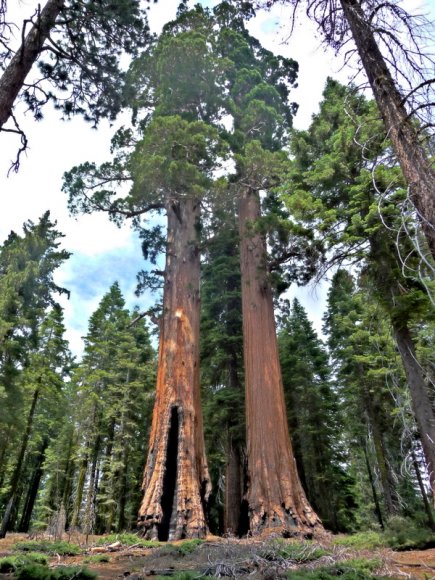 Yosemite Ulusal Parkı'ndaki dev sekoyalar.