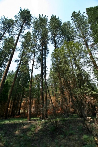 Yosemite Ulusal Parkı