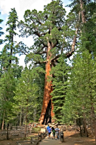 Dünyanın 25. büyük ağacı - Grizzly Giant