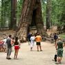 Yosemite Ulusal Parkı, Mariposa Koruluğu - The Other Tunnel Tree