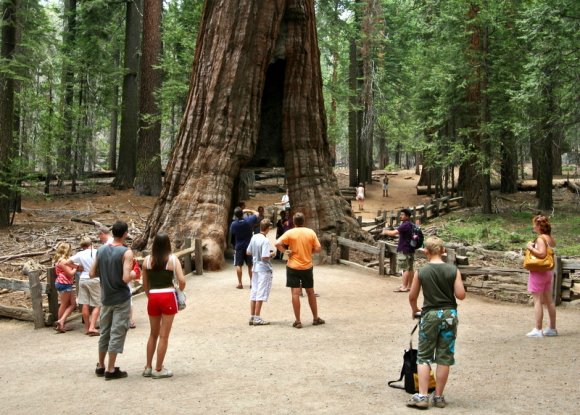 Yosemite Ulusal Parkı, Mariposa Koruluğu - The Other Tunnel Tree