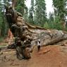 Eski "The Wawona Tunnel Tree"  yeni "Fallen Tunnel Tree"