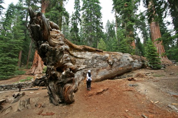 Eski "The Wawona Tunnel Tree"  yeni "Fallen Tunnel Tree"