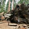 Görkemli "Fallen Tunnel Tree"