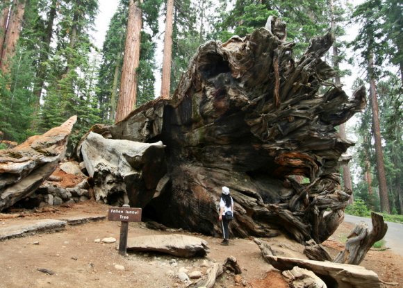 Görkemli "Fallen Tunnel Tree"