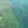 Ürdün - Akabe - Kızıldeniz Sahil - Mercanlar